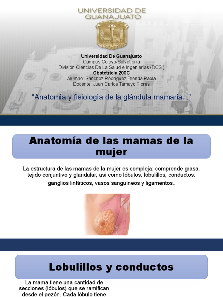 Anatomia Del Seno | PDF | Pecho | Anatomía humana