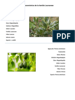 División Taxonómica de La Familia Lauraceae