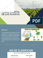 Tejidos Vegetales de Las Plantas, Equipo 4