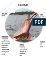 El Delfin Rosado
