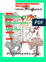 Folder-Anatomia Humana - 1