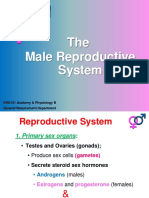 Male Reproductive System - Student Version