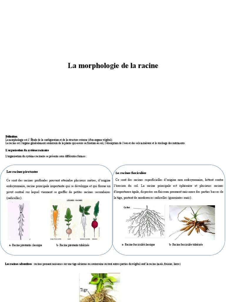 Types et morphologie des racines | PDF | Racine | Tige (Plante)