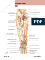 Atlas D Anatomie Humaine Netter