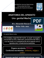 Natomia Del Aparato Uro-Genital Macho.: M.V. Alexander Boscan R. Mcbo - Vzla. 2022