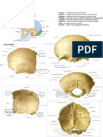 Imagens Anatomia 