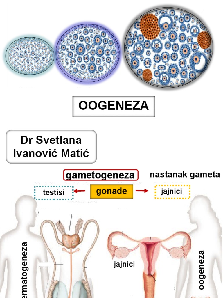 Oogeneza 2021 | PDF