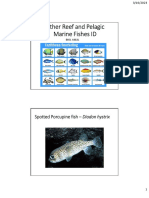 Fish ID - Part II Other Reef and Pelagic Fishes
