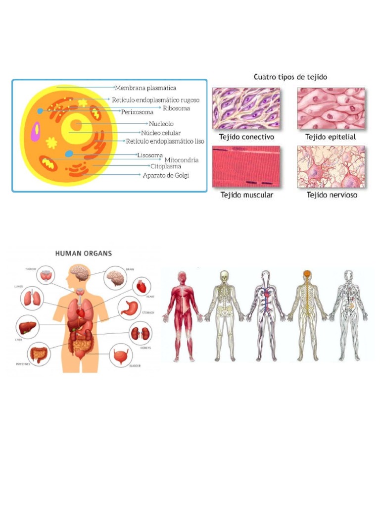 Organos Sistema Celula Y Tejido PDF