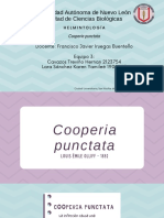 Cooperia Punctata