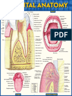 DRT Dental Anatomy ملف مفيد جدا عن ال 1