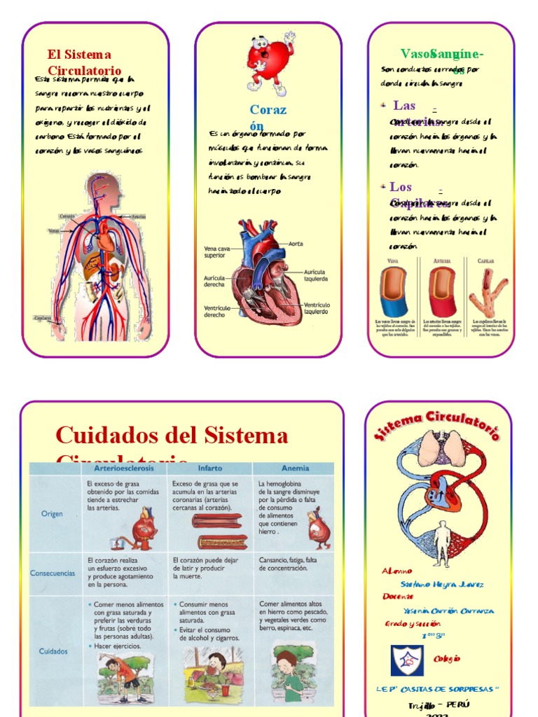 Tríptico del Sistema Circulatorio para Niños | PDF