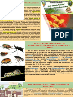 Clase 6-Otros Aspectos Ecologicos de Las Gramineas-13!08!2021