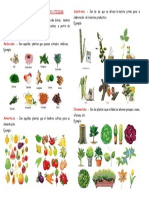 Avance Clasificacion de Las Plantas