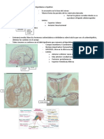 Hipotálamo e Hipófisis