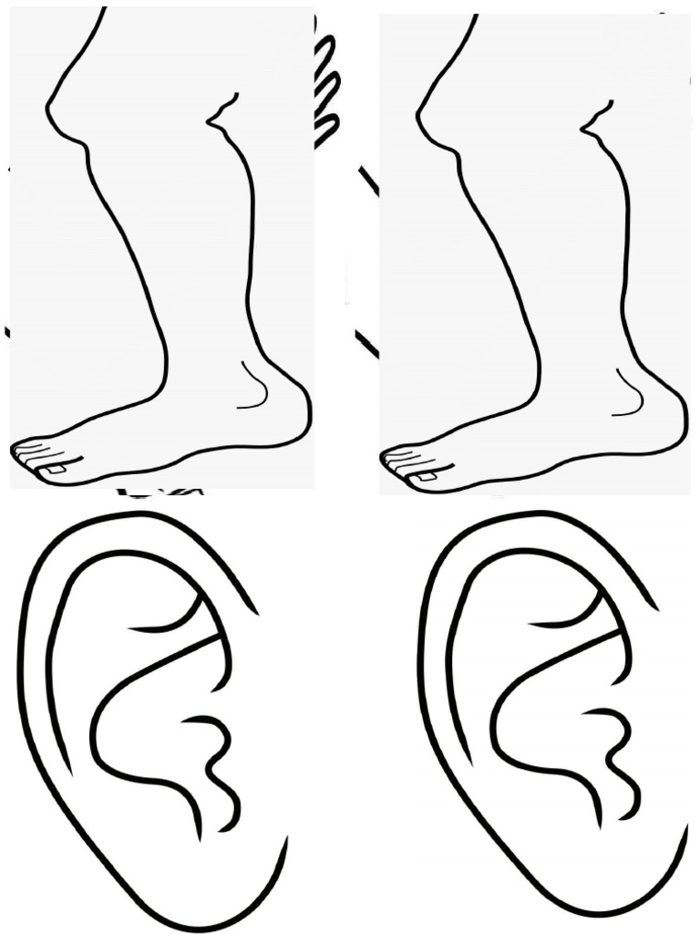 Partes Del Cuerpo | PDF