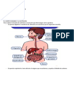 El Cuerpo Humano y La Relacion