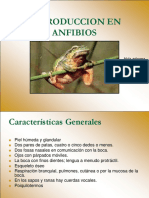 Reproducción Anfibios 2020