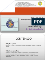 PRACTICA 3 Ciclo y Mitosis