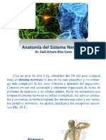 Anatomía Del Sistema Nervioso: Dr. Saúl Arturo Ríos Cano