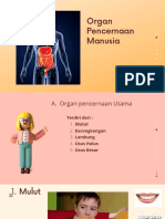 Organ Pencernaan Utama