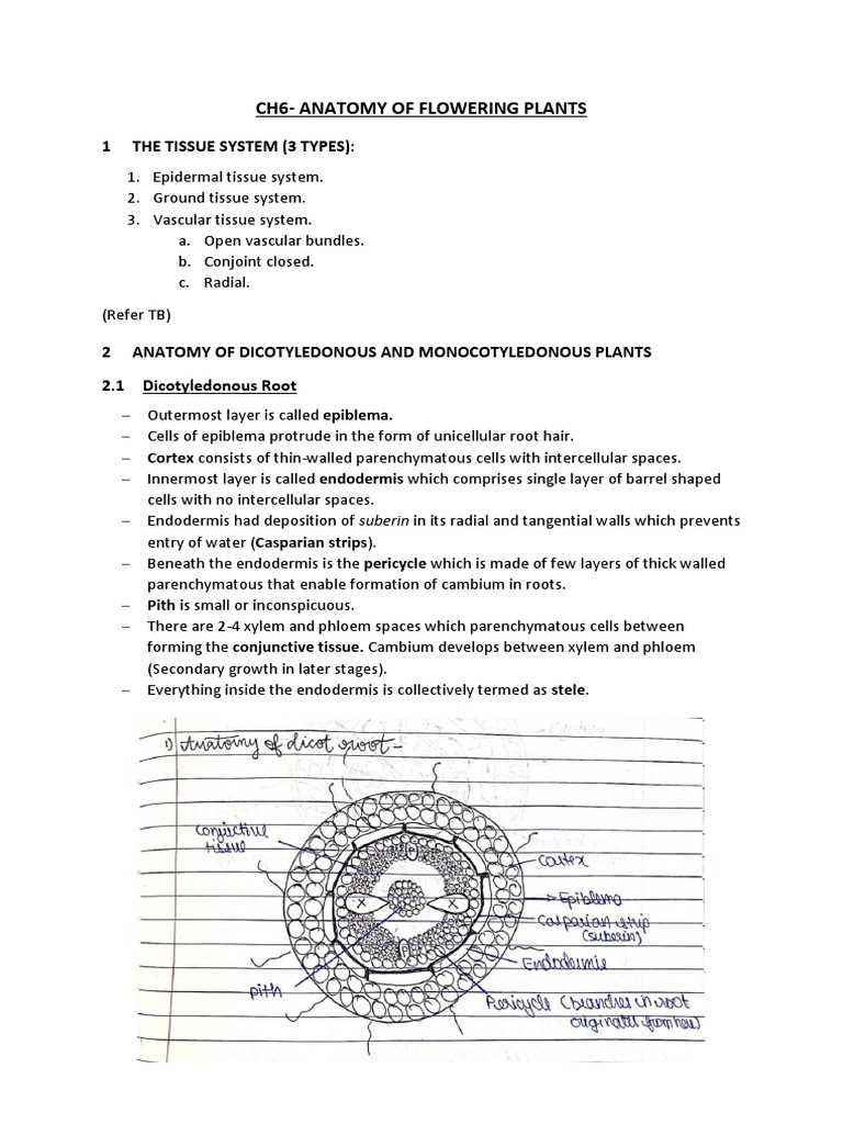 CH6 Anatomy of Flowering Plants Notes PDF Leaf Tissue (Biology)