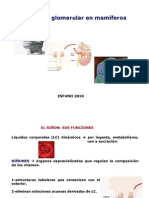 3 RENAL- Filtración glomerular
