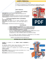 Aorta Torácica