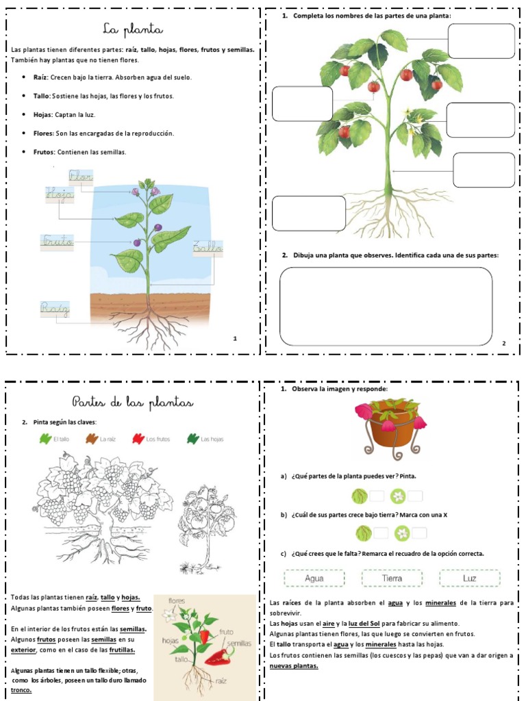 Partes y funciones de las plantas | PDF | Plantas | Tallo de la planta