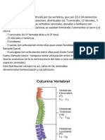 Columna Cervical