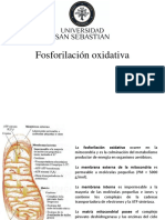 Fosforilación Oxidativa