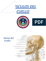 Anatomia de Musculos Del Cuello