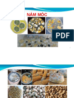 Bài 1-6 Nấm Mốc