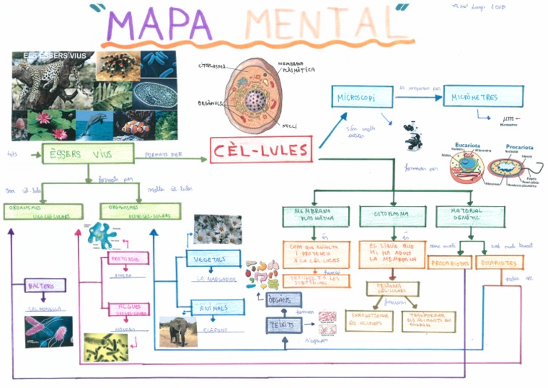 MAPA MENTAL CEL-LULES | PDF