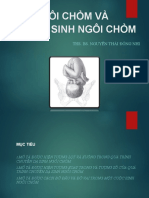 Cơ Chế Sanh Ngôi Chỏm