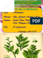 Diapositivas Cultivo de Espinaca