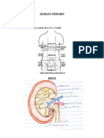 Anatomia y Fisiologia