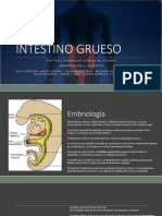 Intestino Grueso