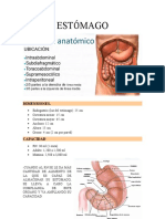 14 Sep 21 Estómago