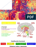 Pares Craneales 1