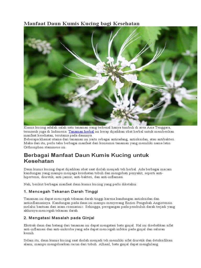 Manfaat Kesehatan Daun Kumis Kucing PDF