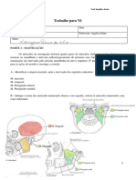 Trabalho N1 - Anatomia Humana - Odontologia - 2023.1