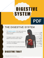 3.3 Digestive System
