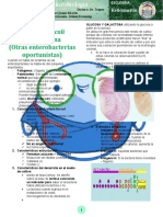 Escherichia Coli: Uropatógena (Otras Enterobacterias Oportunistas)