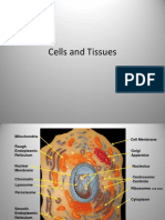 lp1 - Cells - Tissues