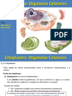 Organelas Citoplasmaticas
