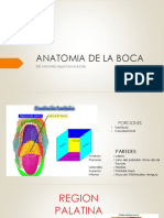 Anatomia Boca ADMA
