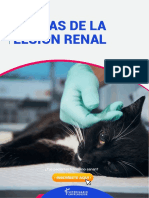 Causas de La Lesion Renal