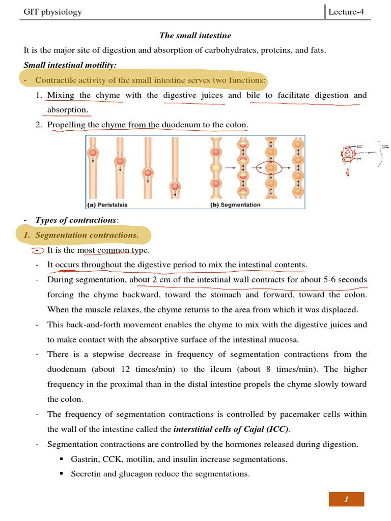 Lecture-4 The Small Intestine | PDF | Gastrointestinal Tract | Small ...
