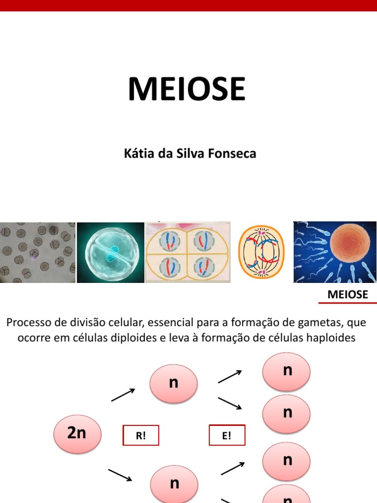 Nondisjunction in Meiosis | Definition, Results \u0026 Examples Video, image size:768x1024